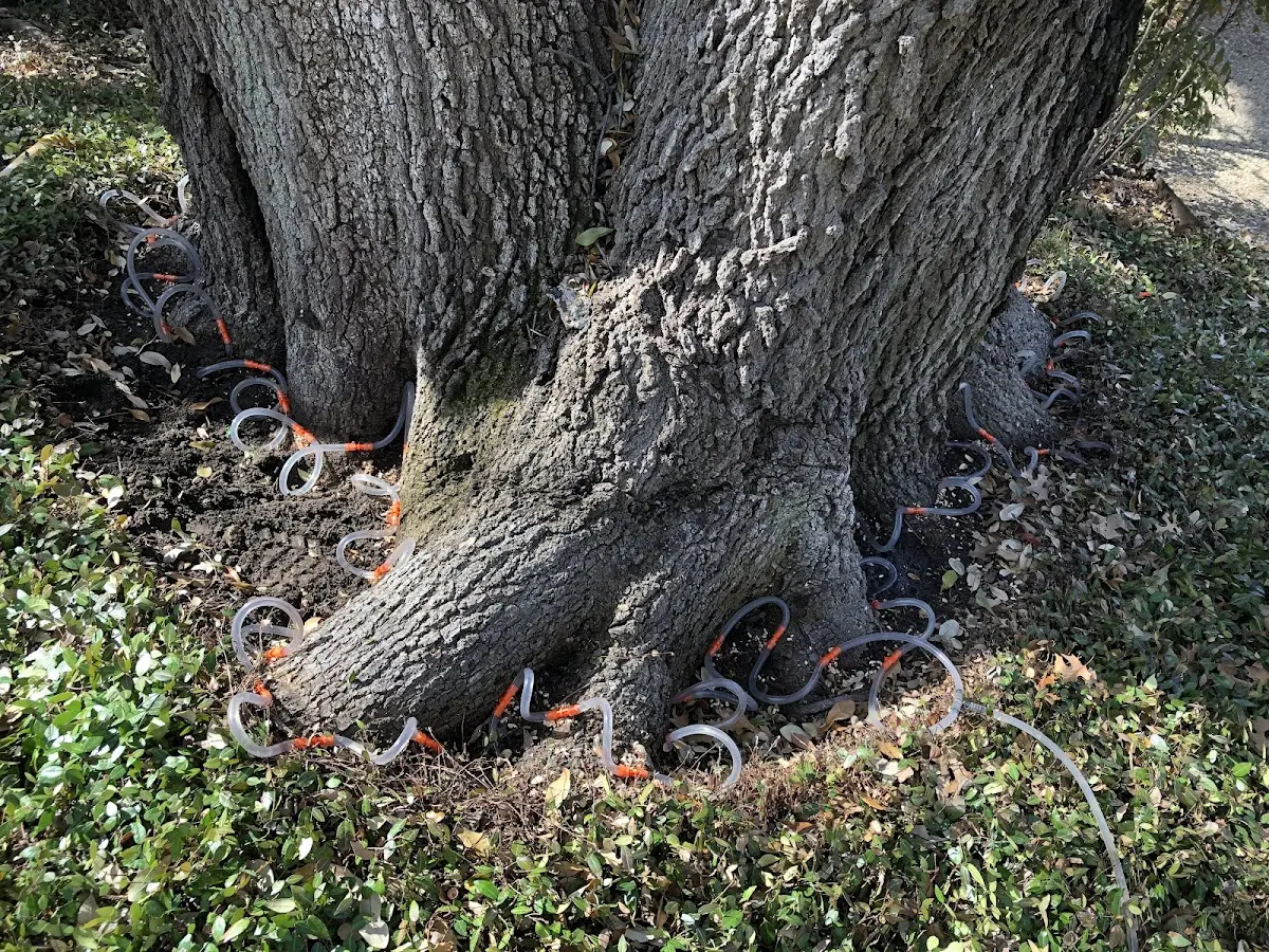 Detailed Tree Cabling and Bracing job site in Glen Allen