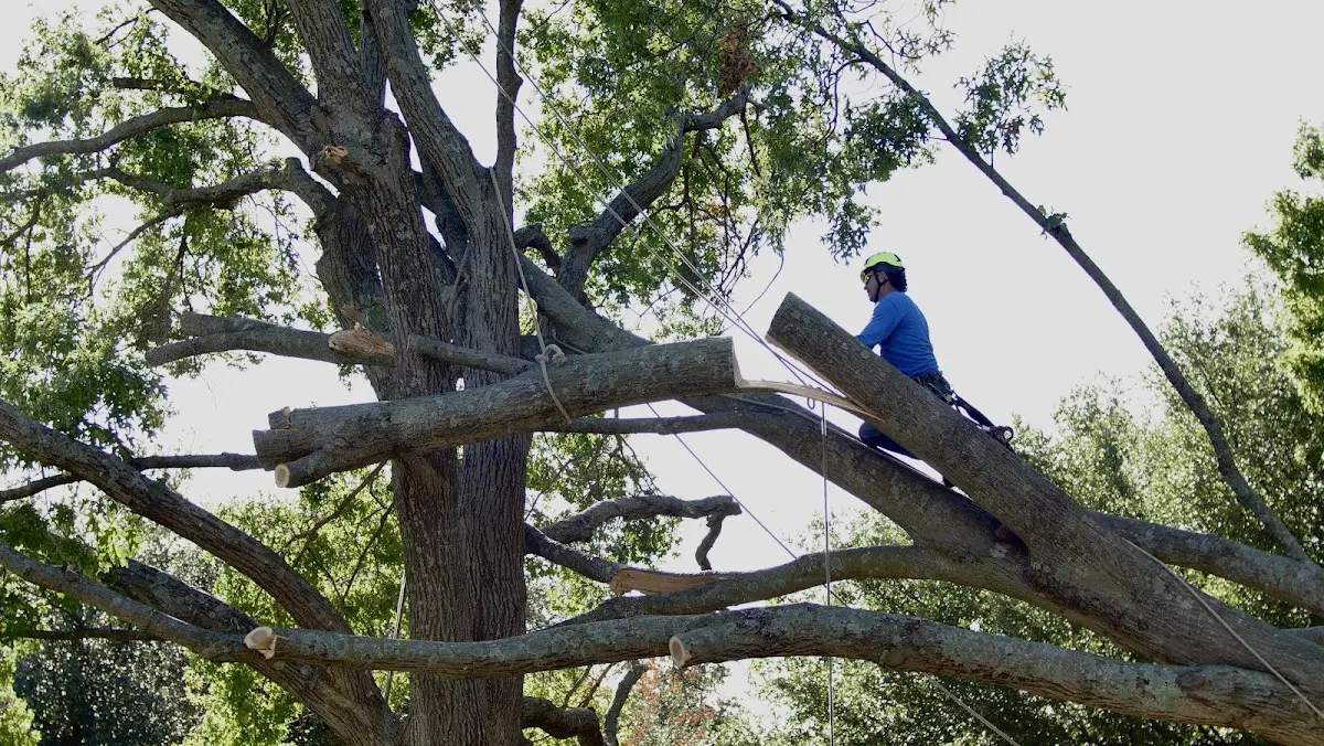 Professional Crown Thinning performed by certified arborists in Glen Allen